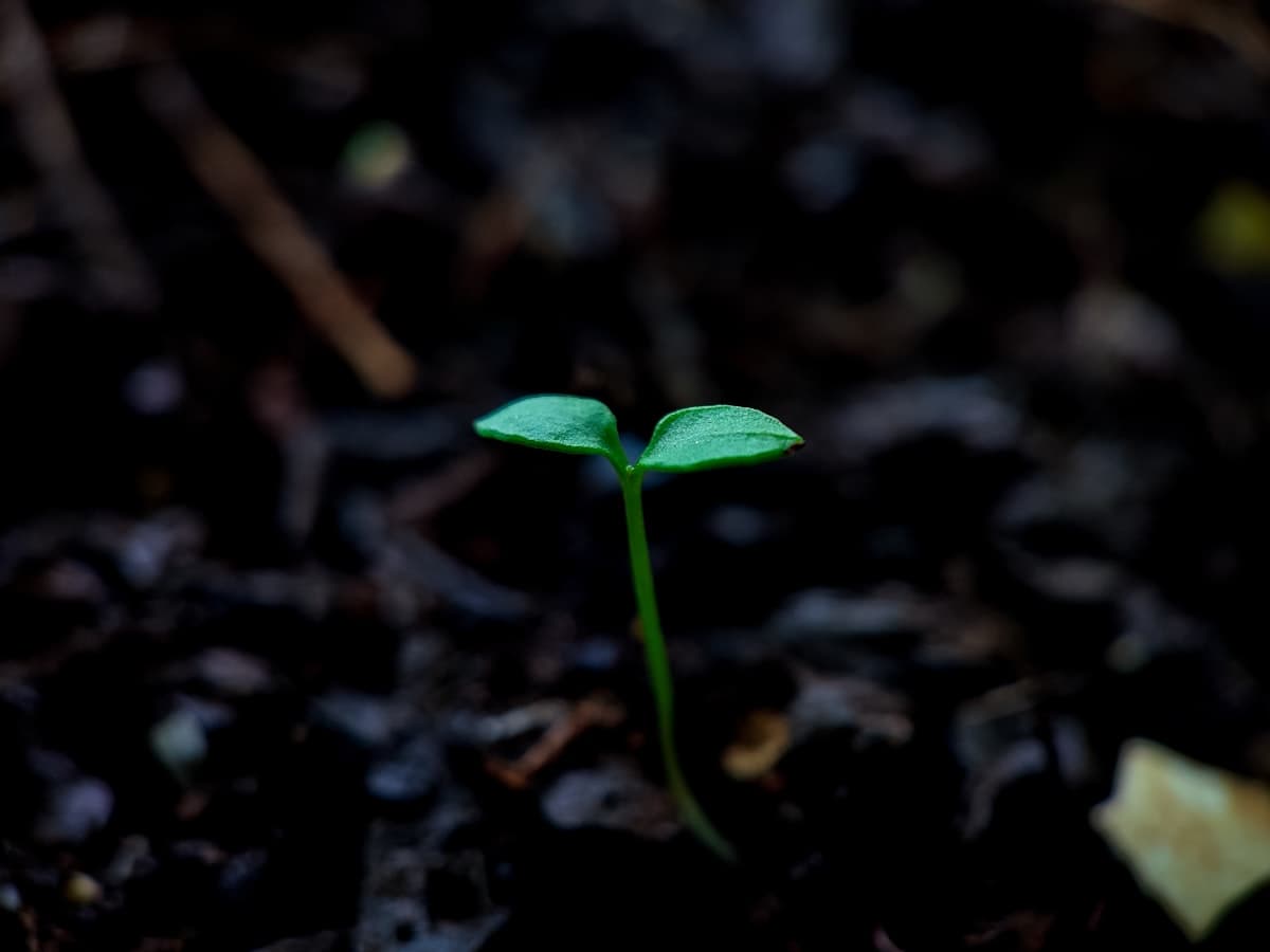 A small sprout growing from the soil